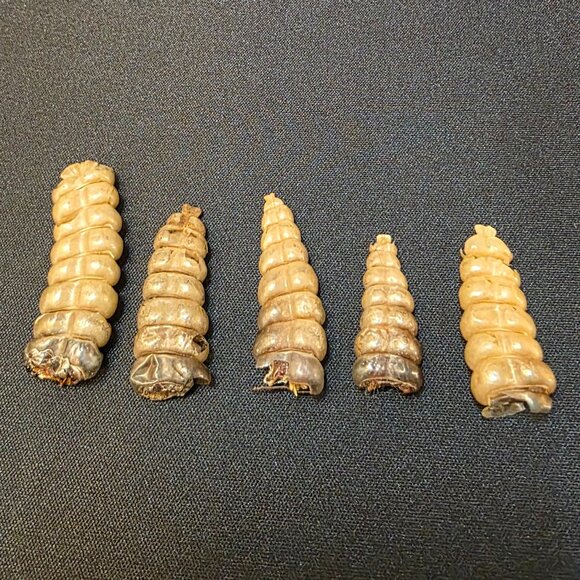 5 lot Rattlesnake Rattles Taxidermy Diamondback Sidewinder - Picture 1 of 3